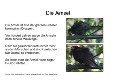 Bilderbuch-Amsel-1-2-Seite-1-20.pdf